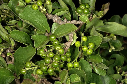 Ehretia amoena: Ehretia amoena , green fruit and a few flower buds; savannah near Ha-Tshikonelo, Venda, Limpopo, South Africa