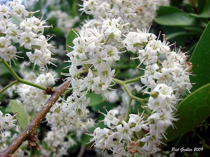 Ehretia amoena: Ehretia amoena Klotzsch - nr Phalaborwa, South Africa