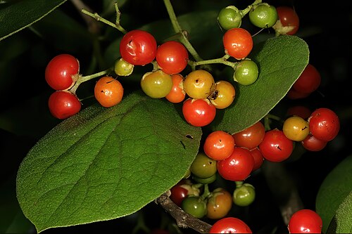 Ehretia amoena: Ehretia amoena , fruit; Lowveld National Botanical Gardens, Nelspruit, Mpumalanga, South Africa