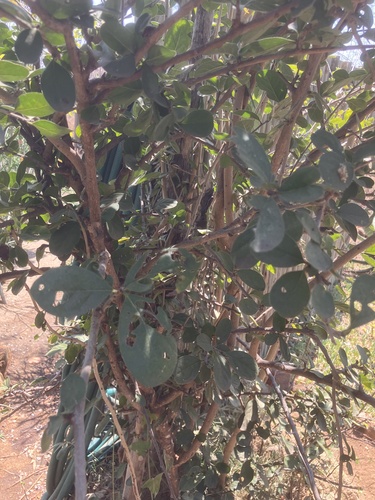 Ehretia amoena (Ehretia amoena)