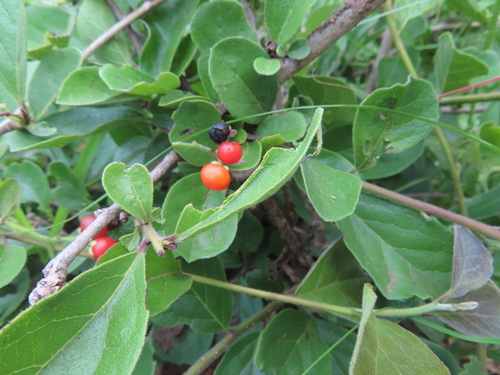 Ehretia amoena (Ehretia amoena)