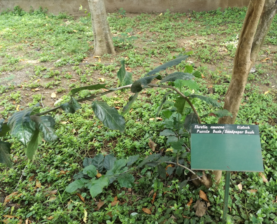 Ehretia amoena: Ehretia amoena - Arusha gardens