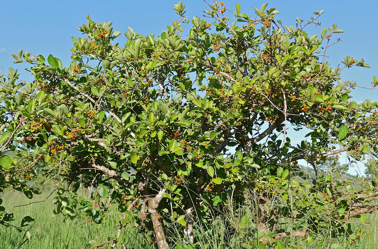 Ehretia amoena: S29 Road North of Lower Sabie, Kruger NP, SOUTH AFRICA