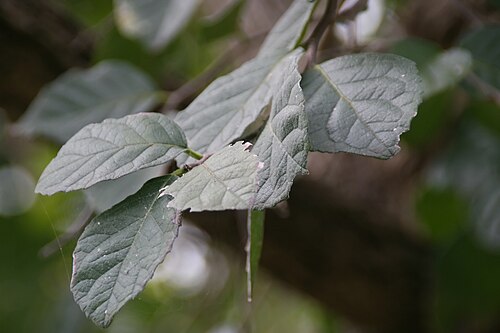 Knockaway: Location taken: Fairchild Tropical Botanic Garden, Miami, FL USA. Names: Ehretia anacua (Teran & Berl.) I.M. Johnston, Anacua, Anaqua, Knock-Away, Knockaway, Ma