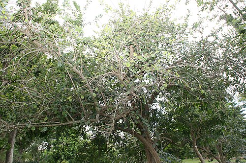 Knockaway: Location taken: Fairchild Tropical Botanic Garden, Miami, FL USA. Names: Ehretia anacua (Teran & Berl.) I.M. Johnston, Anacua, Anaqua, Knock-Away, Knockaway, Ma