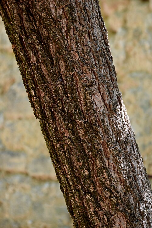 Knockaway: Bark of Ehretia anacua in Jardin des plantes de Montpellier