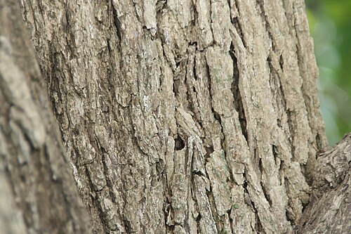 Knockaway: Location taken: Fairchild Tropical Botanic Garden, Miami, FL USA. Names: Ehretia anacua (Teran & Berl.) I.M. Johnston, Anacua, Anaqua, Knock-Away, Knockaway, Ma