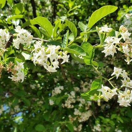 Knockaway (Ehretia anacua)