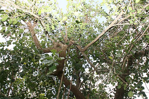 Knockaway: Location taken: Fairchild Tropical Botanic Garden, Miami, FL USA. Names: Ehretia anacua (Teran & Berl.) I.M. Johnston, Anacua, Anaqua, Knock-Away, Knockaway, Ma