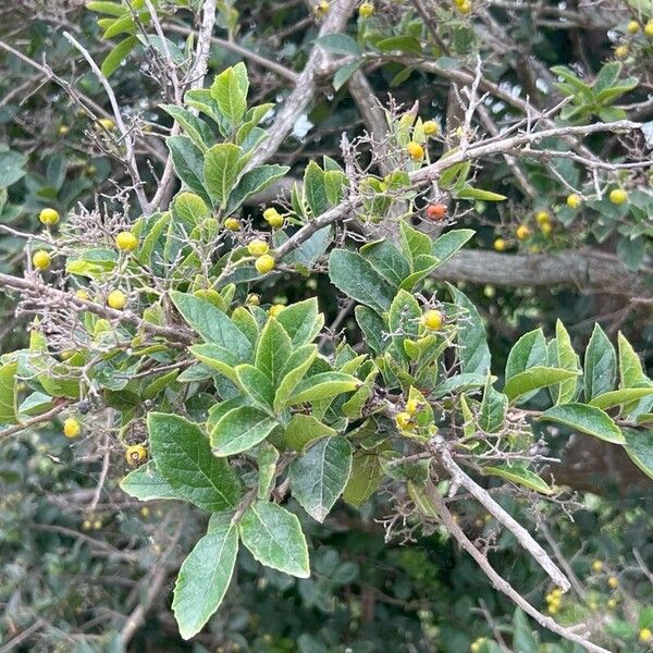 Knockaway (Ehretia anacua)