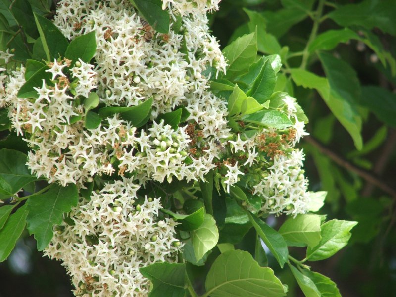 Knockaway: Ehretia anacua flowers