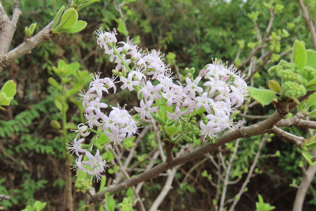 Ehretia coerulea (Ehretia coerulea)