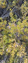 Ehretia cortesia (Ehretia cortesia)
