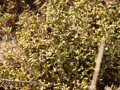 Ehretia cortesia (Ehretia cortesia)