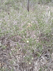 Ehretia cortesia (Ehretia cortesia)
