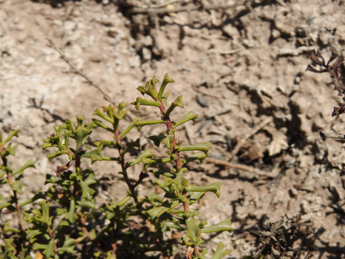 Ehretia cortesia (Ehretia cortesia)