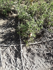 Ehretia cortesia (Ehretia cortesia)