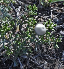 Ehretia cortesia (Ehretia cortesia)