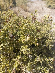 Ehretia cortesia (Ehretia cortesia)