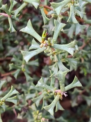 Ehretia cortesia (Ehretia cortesia)
