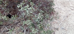 Ehretia cortesia (Ehretia cortesia)
