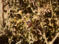 Ehretia cortesia (Ehretia cortesia)