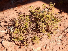 Ehretia cortesia (Ehretia cortesia)
