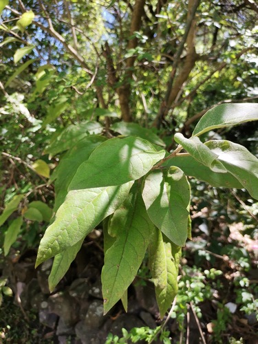 Ehretia latifolia (Ehretia latifolia)