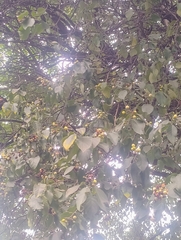 Ehretia latifolia (Ehretia latifolia)
