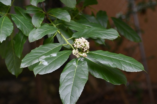 Ehretia latifolia (Ehretia latifolia)