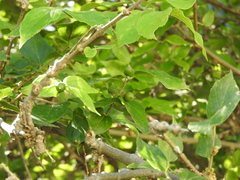 Ehretia latifolia (Ehretia latifolia)