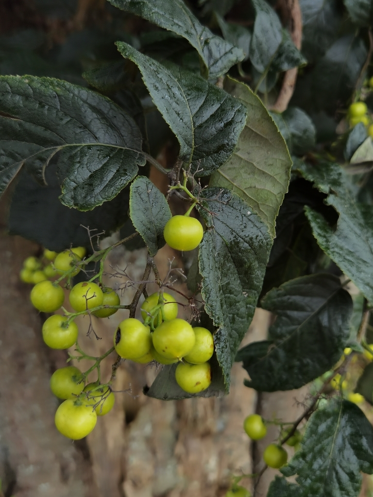 Ehretia latifolia (Ehretia latifolia)
