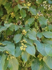 Ehretia latifolia (Ehretia latifolia)