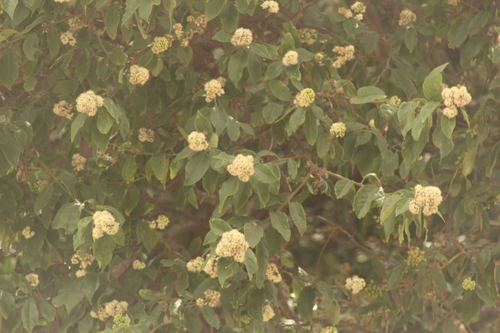 Ehretia latifolia (Ehretia latifolia)