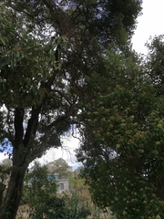 Ehretia latifolia (Ehretia latifolia)