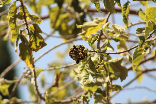 Ehretia latifolia (Ehretia latifolia)