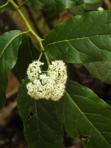Ehretia latifolia (Ehretia latifolia)
