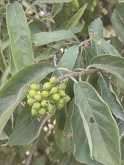 Ehretia latifolia (Ehretia latifolia)