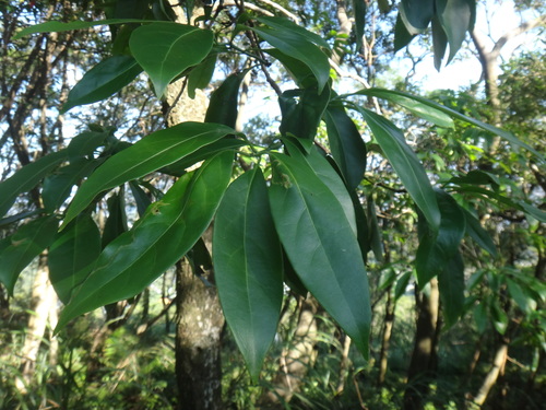 Ehretia longiflora (Ehretia longiflora)