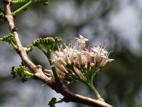 Ehretia longiflora (Ehretia longiflora)