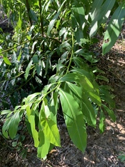 Ehretia longiflora (Ehretia longiflora)