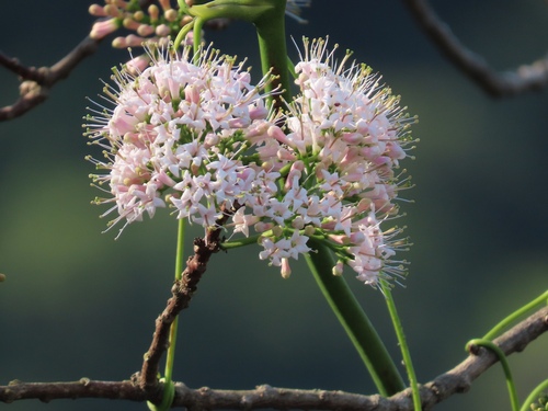 Ehretia longiflora (Ehretia longiflora)