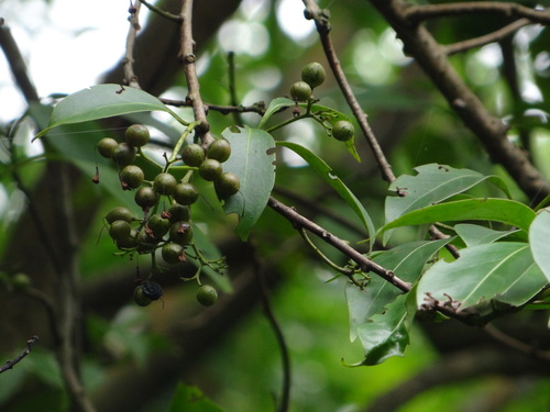 Ehretia longiflora (Ehretia longiflora)