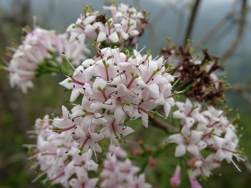 Ehretia longiflora (Ehretia longiflora)