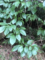 Ehretia longiflora (Ehretia longiflora)