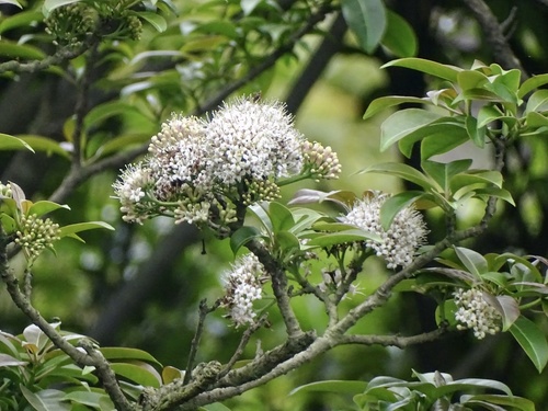 Ehretia longiflora (Ehretia longiflora)