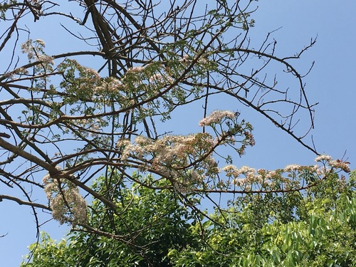 Ehretia longiflora (Ehretia longiflora)