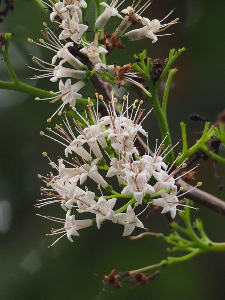 Ehretia longiflora (Ehretia longiflora)