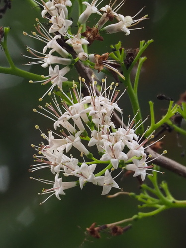 Ehretia longiflora (Ehretia longiflora)