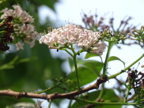 Ehretia longiflora (Ehretia longiflora)